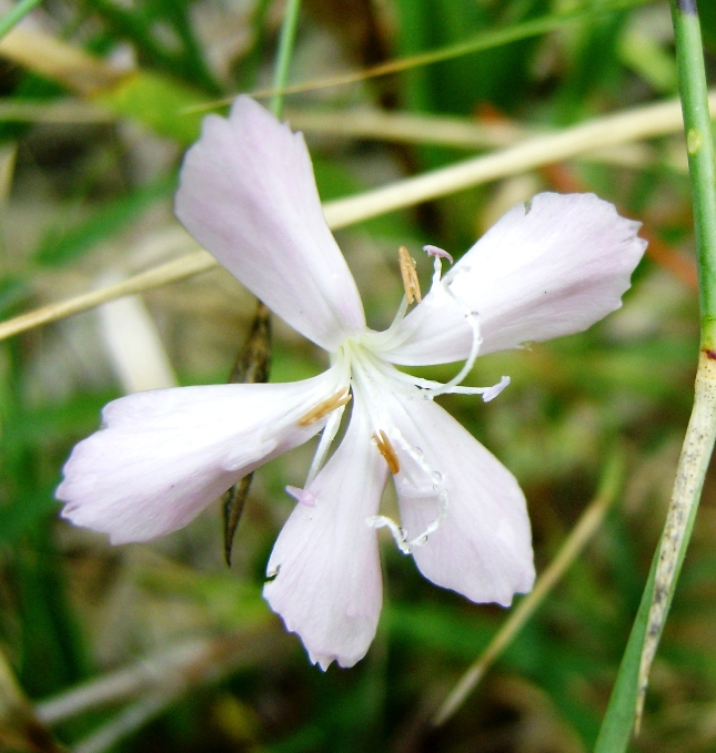 Dianthus ciliatus / Garofano cigliato